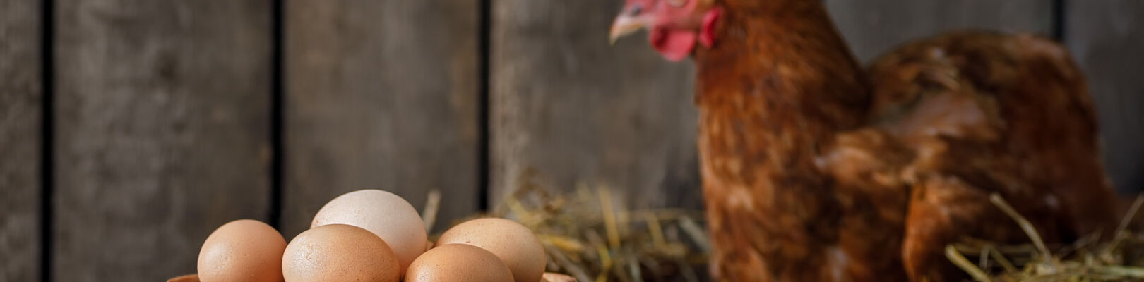 Une poule avec son panier d'oeufs