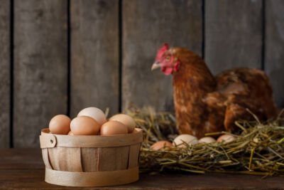 Une poule avec son panier d'oeufs