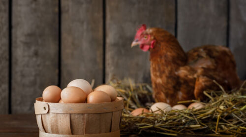 Une poule avec son panier d'oeufs