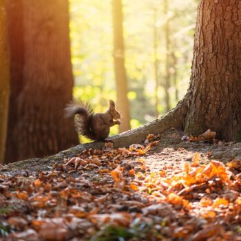 Ecureuil dans la forêt en automne
