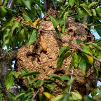 image d'un nid de frelon dans un arbre