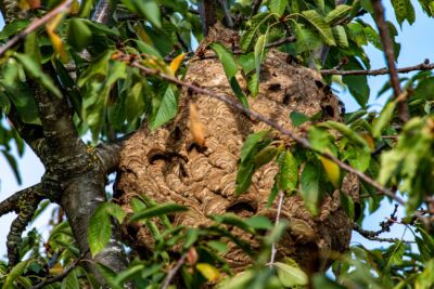 image d'un nid de frelon dans un arbre